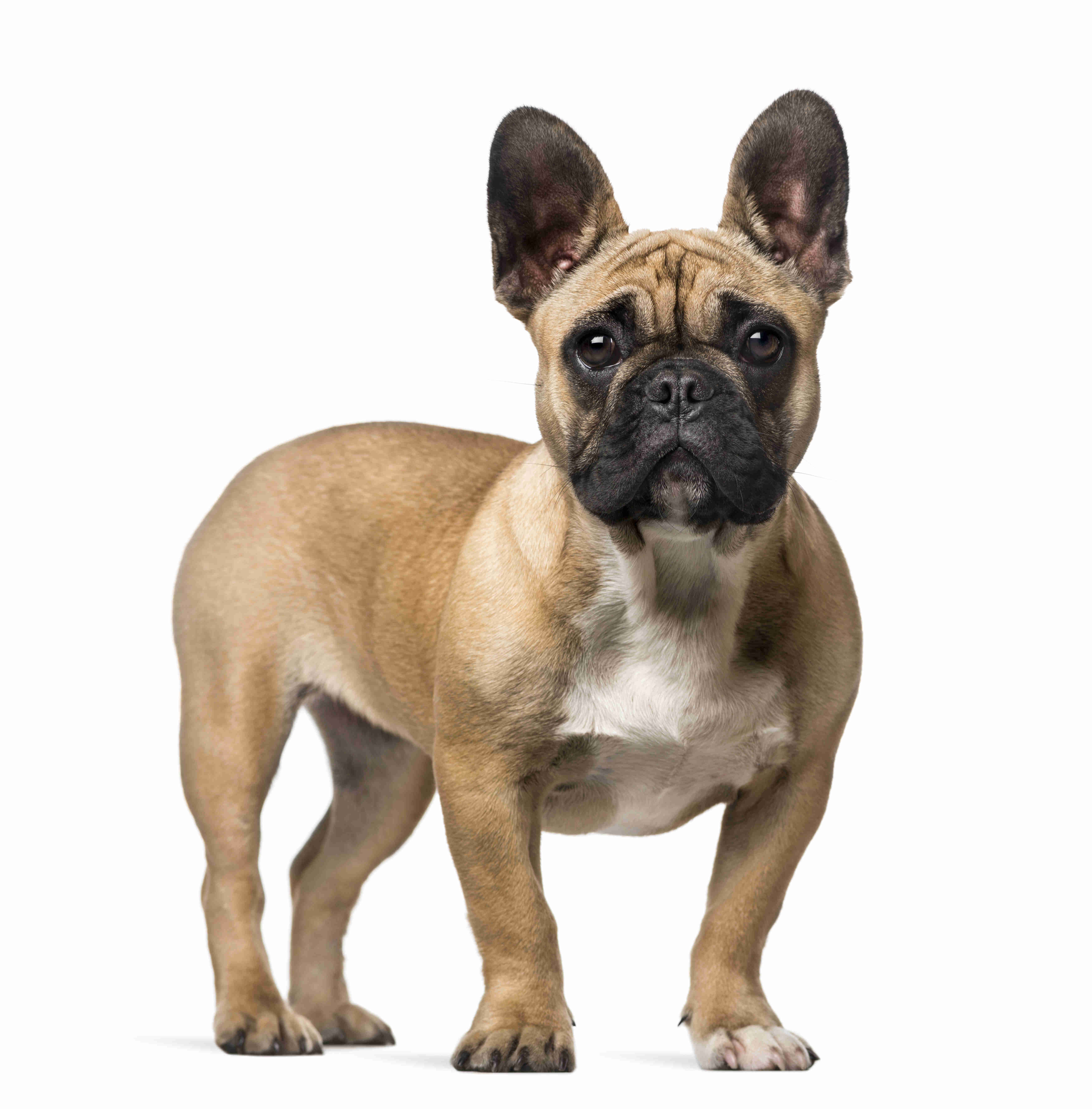5 Effective Ways to Help Your French Bulldog Overcome Fear of Strangers and New Environments